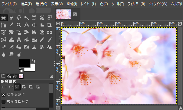 桜の写真画像